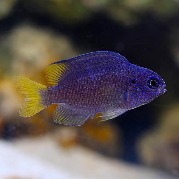 Biota Captive-Bred Sapphire Damselfish